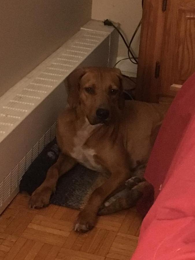 21463074_10154953584067057_3545311540767918155_n