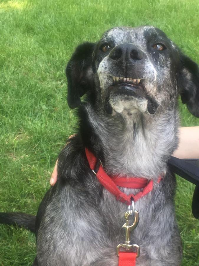 19145735_10154680672922057_3263187253218285409_n