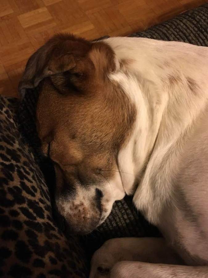 26168668_10155210154207057_849802693276503264_n