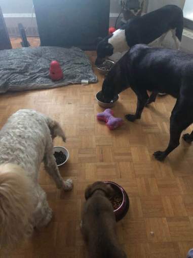 38638484_10155675771342057_8657534555445526528_n