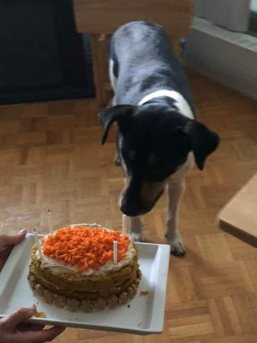 40592950_10155730872472057_535003945551003648_n