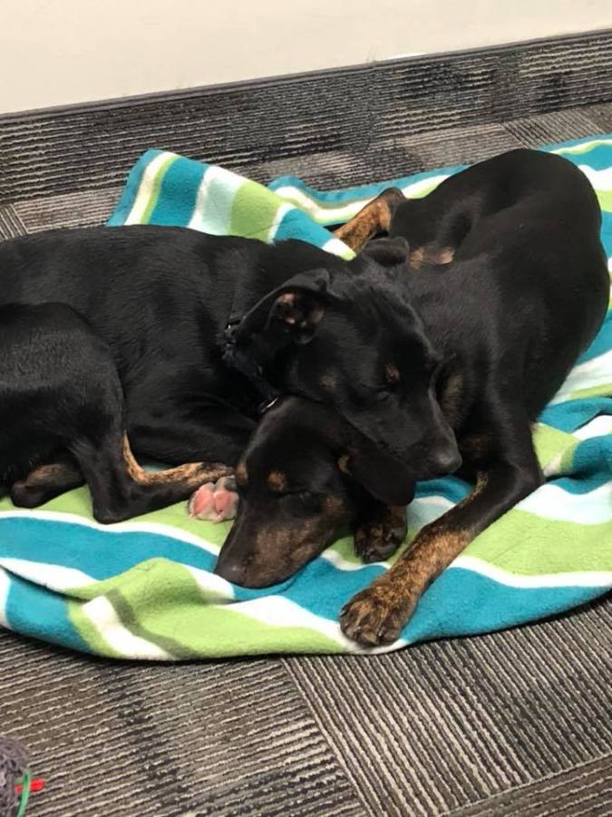 41733858_10155753746757057_3332932580616962048_n