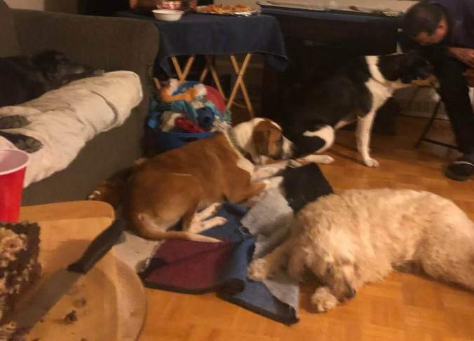 51200805_10156024206802057_3614036807160692736_n