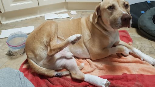 60344001_391780144879429_4439974879495716864_n