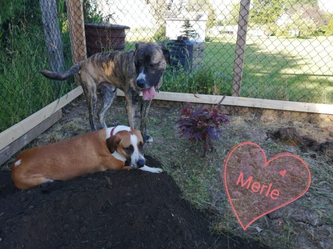 IMG_20190630_210440 2