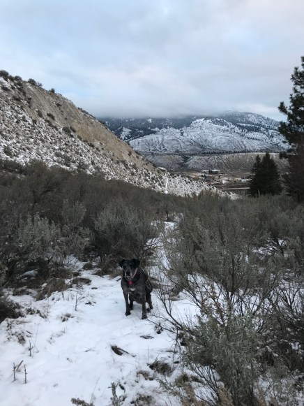 Dahlia on boxing day.
