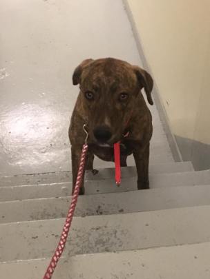 Hannah learning stairs